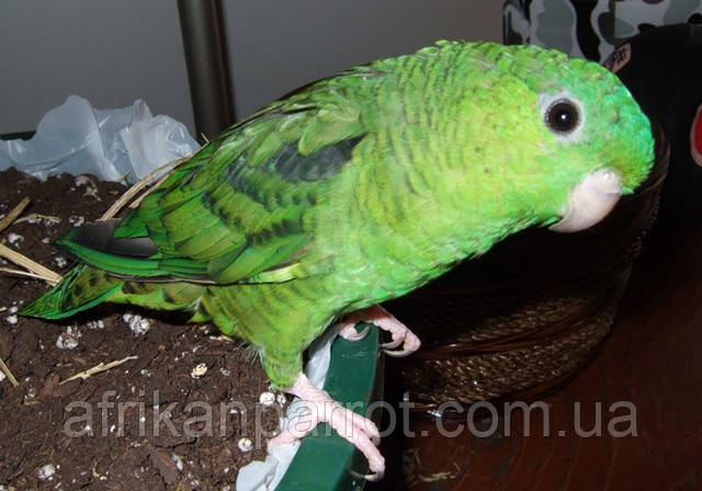 Трусики киген түкті әйелдер